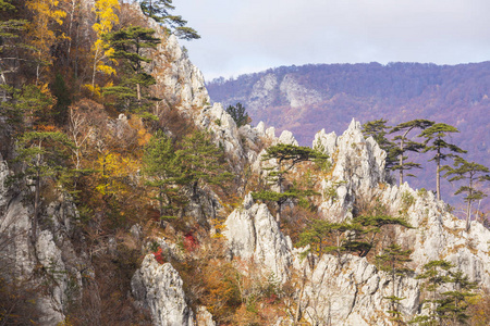 秋天的山景，有着美丽的光，松树挂在岩石上，树叶五颜六色