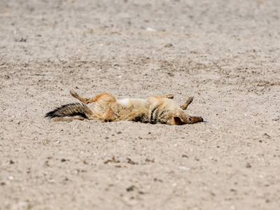 纳米比亚热带草原上的一只黑背豺狼