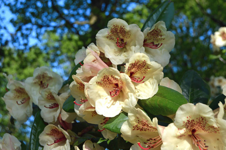 花卉夏季城市公园里的杜鹃花