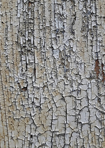 旧损坏木材的纹理。白色裂纹油漆的背景。