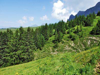 瑞士圣加伦森山区县山坡上的树木和常绿森林