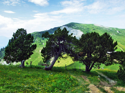 瑞士圣加伦森山区县山坡上的树木和常绿森林