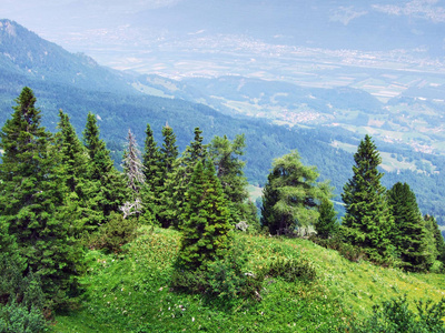 瑞士圣加伦森山区县山坡上的树木和常绿森林