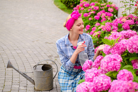 绣球。春天和夏天。鲜花护理和浇水。土壤和肥料。妇女关心在花园里的花。快乐的女人园丁与鲜花。温室里的花。我有世界上最好的工作
