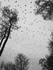 一大群乌鸦在飞行。 黑白照片乌鸦。 天空充满了鸟。