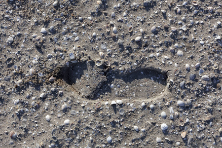inprinted 在沙地上的单一引导脚步