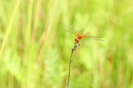 一只蜻蜓坐在草地上，在一片模糊的夏日风景背景上，绿草如茵，阳光明媚