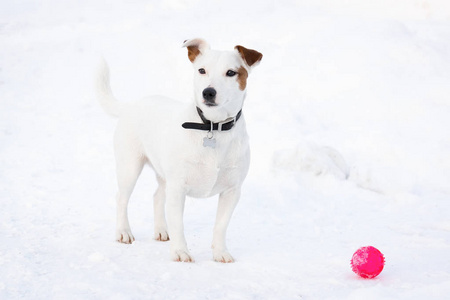 杰克拉塞尔公园里的猎犬冬天在雪地里狗在公园里玩球