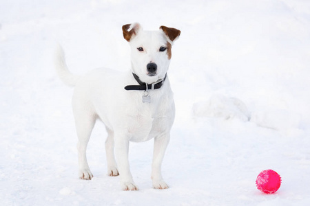 杰克拉塞尔公园里的猎犬冬天在雪地里狗在公园里玩球