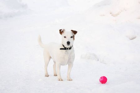 杰克拉塞尔公园里的猎犬冬天在雪地里狗在公园里玩球