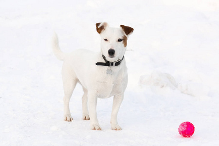 杰克拉塞尔公园里的猎犬冬天在雪地里狗在公园里玩球