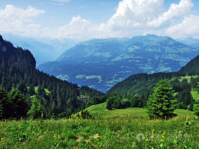 瑞士圣加伦森山区县山坡上的树木和常绿森林