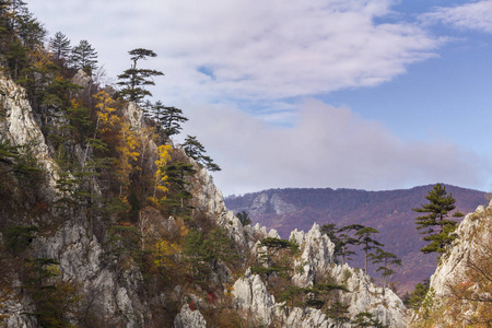 秋天的风景在山上，美丽的松树挂在岩石上，五颜六色的叶子上