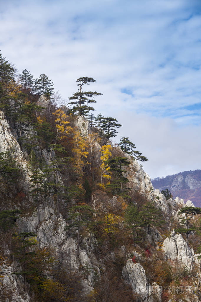秋天的风景在山上美丽的松树挂在岩石上五颜六色的叶子上