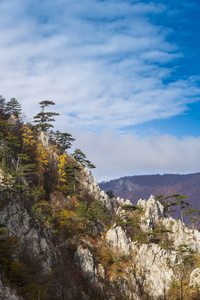 秋天的风景在山上，美丽的松树挂在岩石上，五颜六色的叶子上