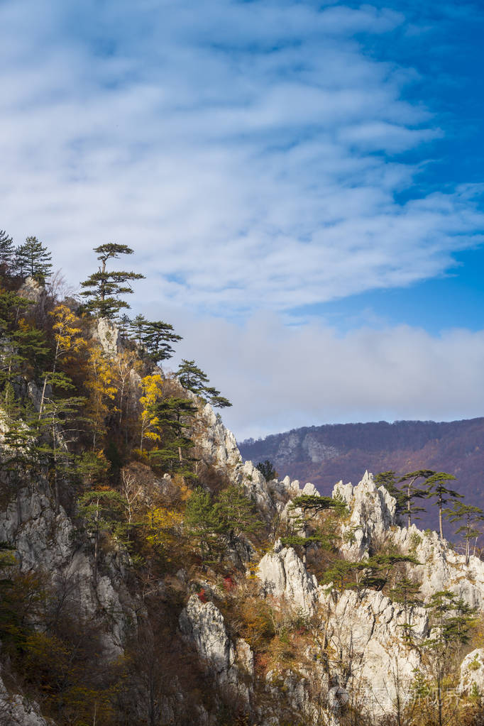 秋天的风景在山上美丽的松树挂在岩石上五颜六色的叶子上