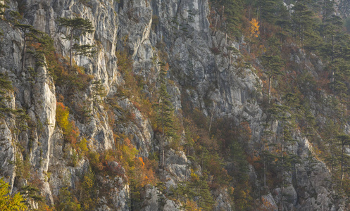 秋天的风景在山上，美丽的松树挂在岩石上，五颜六色的叶子上