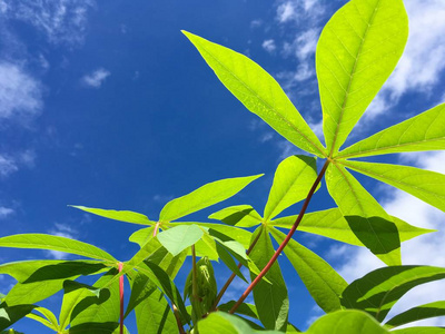 天然花园中的绿色植物