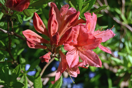 夏天城市公园里的花杜鹃