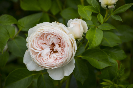 玫瑰花特写。 浅场深。 白色玫瑰的春花。