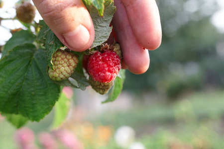 关闭覆盆子甘蔗. 乡村的夏季花园. 在农场收获的浆果照片