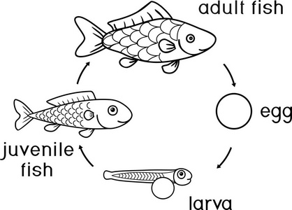 小鱼的生长过程图片图片