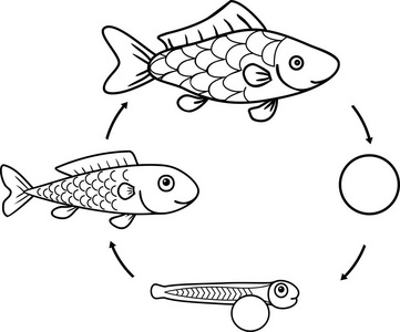 鱼的生殖过程图片