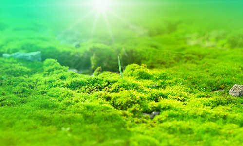 绿色的苔藓被温暖的春天的阳光照亮，一棵草发芽了，为一个设计装饰发出了美丽的背景