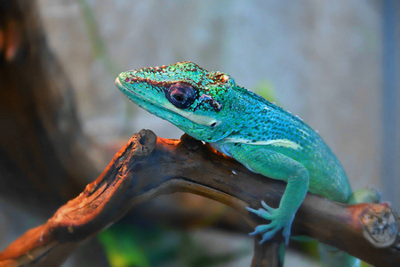 阿诺莱蜥蜴图片
