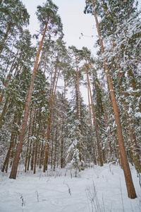 俄罗斯的冬季森林