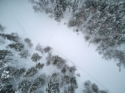 俄罗斯的冬季森林