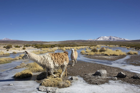 llamas 在玻利维亚南部 uyuni 盐滩和 sajama 附近的玻利维亚高原的沼泽地中吃草