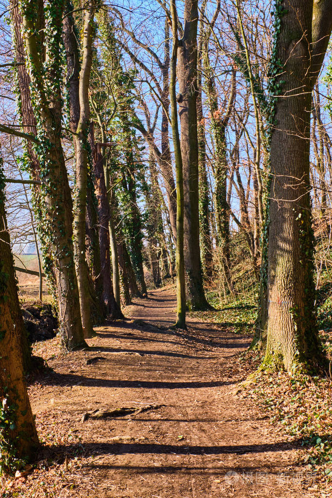 早春布拉格边缘森林和树木的小径