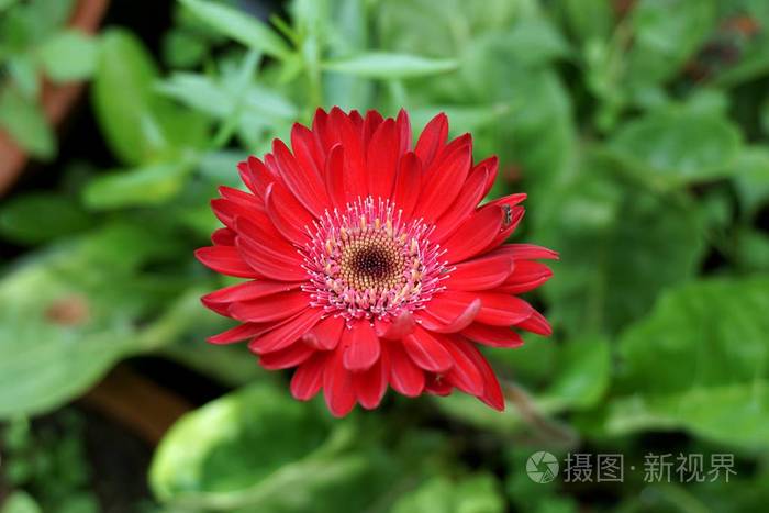 大自然花园里的红色格伯拉花