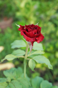 大自然花园里的红缎玫瑰花