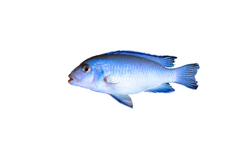 水族馆鱼斑马蓝在孤立的白色背景上关闭