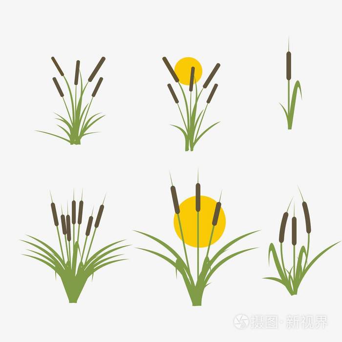 白色背景的芦苇丛