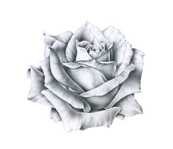 黑白插图玫瑰花孤立在白色背景上。 手绘单色绘图铅笔