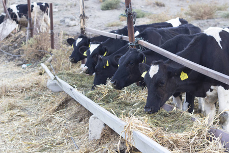 当地农场阵列奶牛的透视拍摄