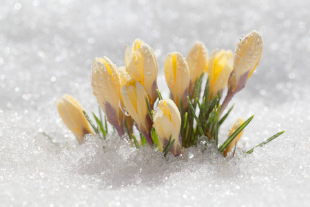 番红花在阳光明媚的春天在露天开花。 美丽的原始人在灿烂的白雪的背景下。