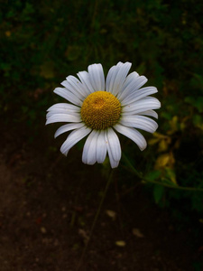 木头里的洋甘菊