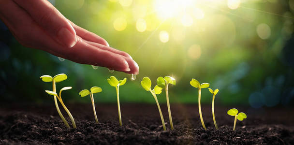 天然太阳的光天然阳光背景农业中的植物幼苗照片