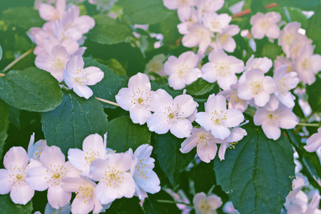 白茉莉。 枝条娇嫩的春花