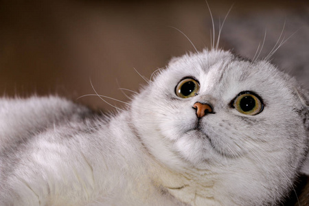 可爱的银色雪碧苏格兰折叠猫图片
