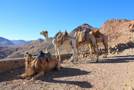 埃及西奈半岛摩西山上的骆驼