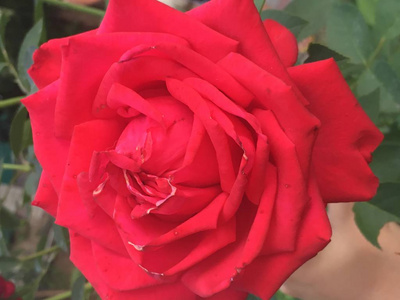 美丽的夏天花红色玫瑰在花园里的阳光下
