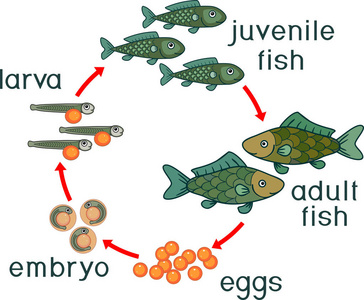 鱼生长过程图解 儿童图片
