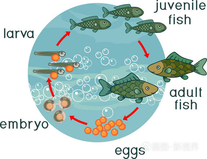 鱼卵孵化成小鱼过程图片