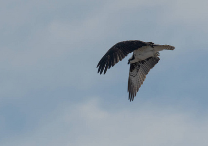 鳗鱼从北极起飞后飞行