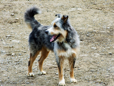 瑞士阿尔卑斯山混合品种家犬瑞士圣加伦州